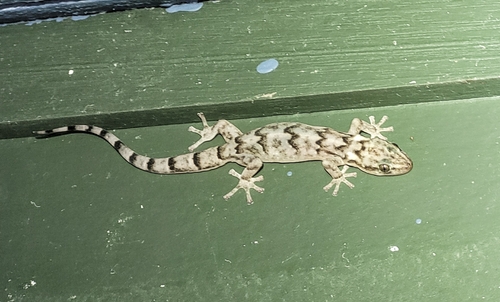 Pondo Flat Gecko