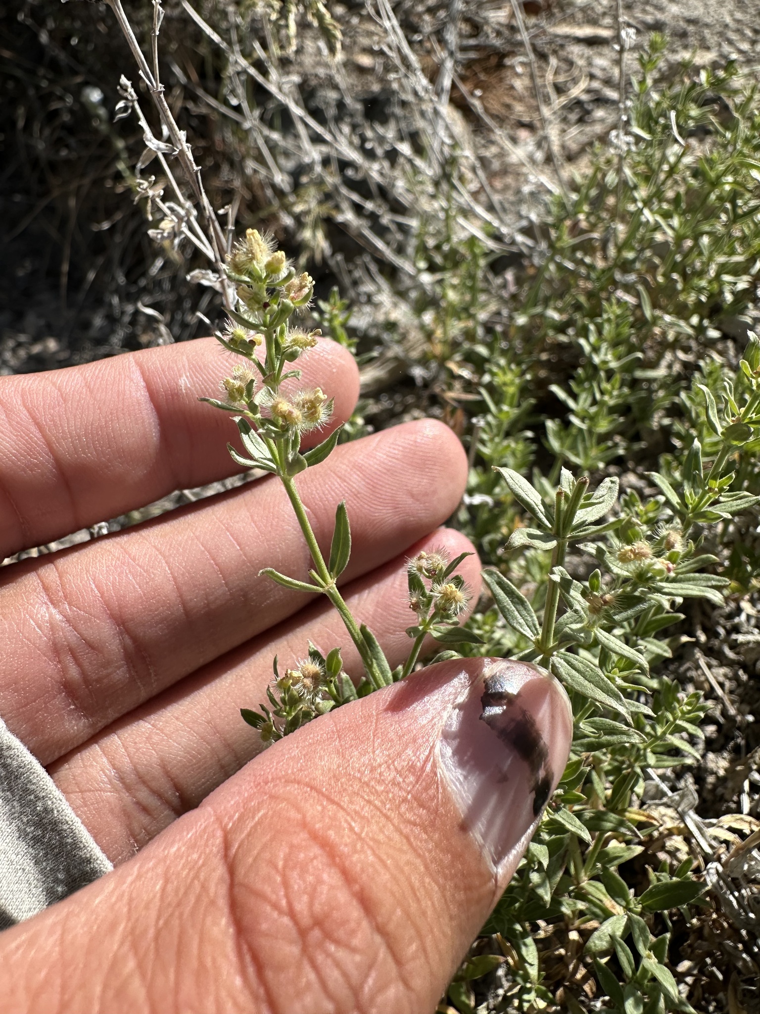 Galium serpenticum ssp. warnerense