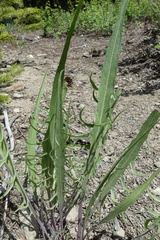 Crepis occidentalis