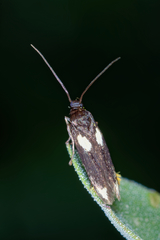 Scythris sinensis