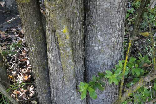 Archidasyphyllum excelsum, photograph 6
