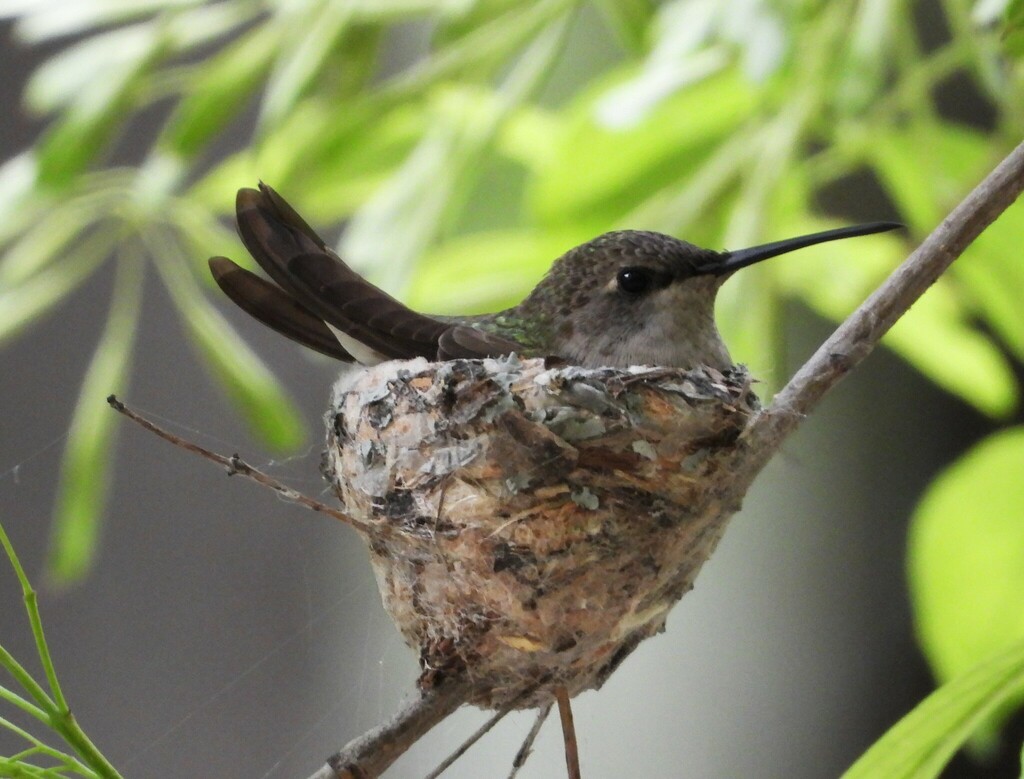 June Hummingbird Black-chinned Hummingbird from .Chapulin on June 21, 2024 at 02:15 PM ...