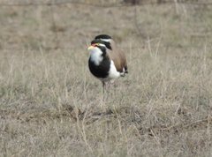 Vanellus tricolor