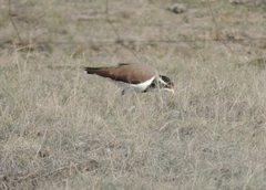 Vanellus tricolor
