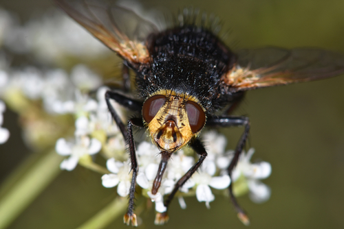 Yellow-faced Fly, photo 9 of 9