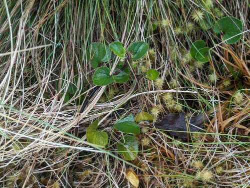 pohe hiwa (Viola kauaensis)
