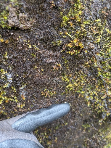 Marsupella stoloniformis