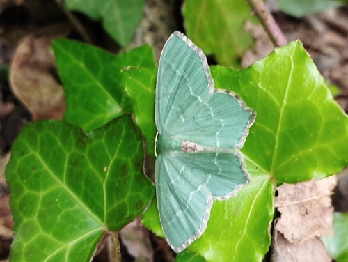 Hemithea aestivaria