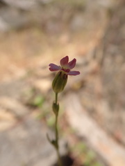 Silene antirrhina