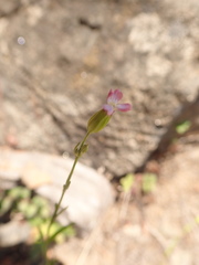 Silene antirrhina