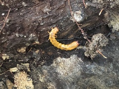 Dendroides canadensis