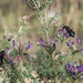 Astragalus fruticosus - Photo (c) Daba, algunos derechos reservados (CC BY-NC), subido por Daba