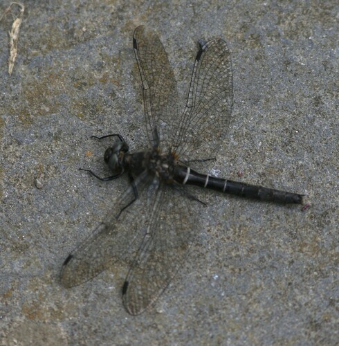 Ebony Boghaunter photo 3