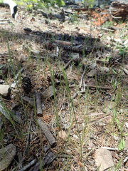 Festuca microstachys pauciflora