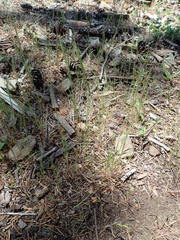 Festuca microstachys pauciflora