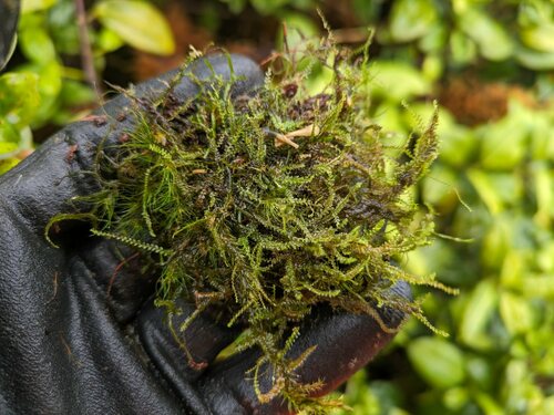 Plagiochila conduplicata, 2024-06-18
