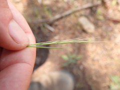 Festuca microstachys pauciflora