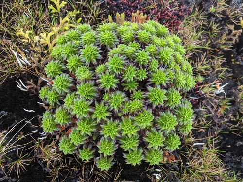Dubautia waialealae observed 2024-06-18