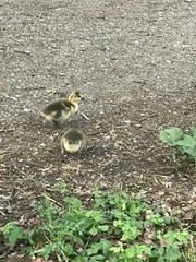 Branta canadensis