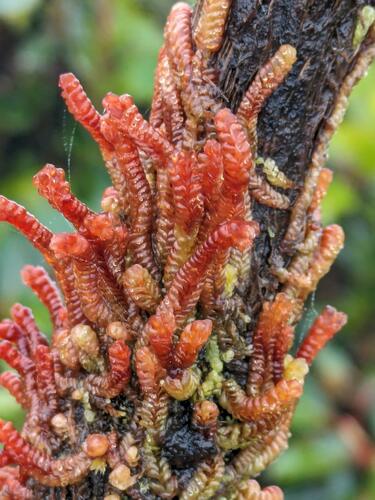 Cuspidatula labrifolia