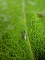 Engytatus modestus