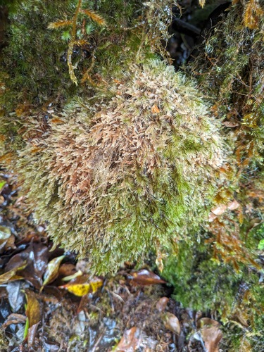 Plagiochila conduplicata, 2024-06-18