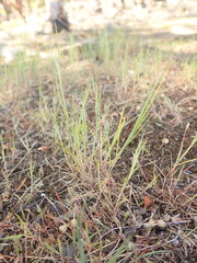 Festuca microstachys pauciflora