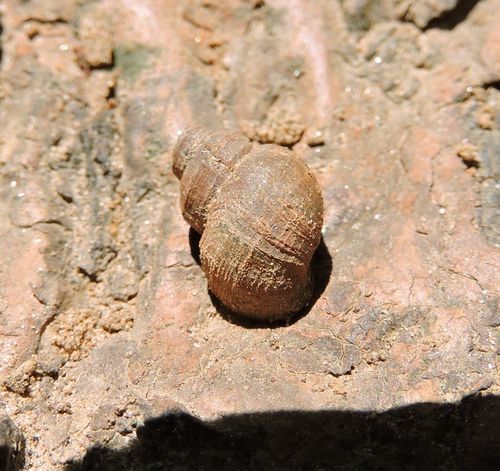 Lioplax subcarinata