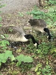 Branta canadensis