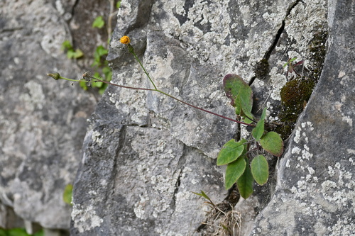 Cheddar Hawkweed (Hieracium stenolepiforme)