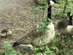 Branta canadensis
