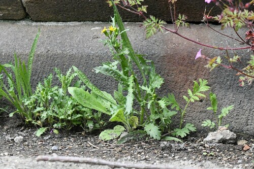 Image of Senecio eboracensis by (c) Kian Hayles-Cotton, some rights reserved (CC BY)
