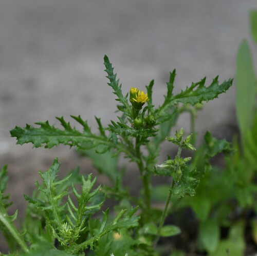 Image of Senecio eboracensis by (c) Kian Hayles-Cotton, some rights reserved (CC BY)