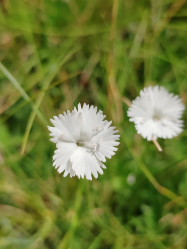 Dianthus petraeus, photograph 5