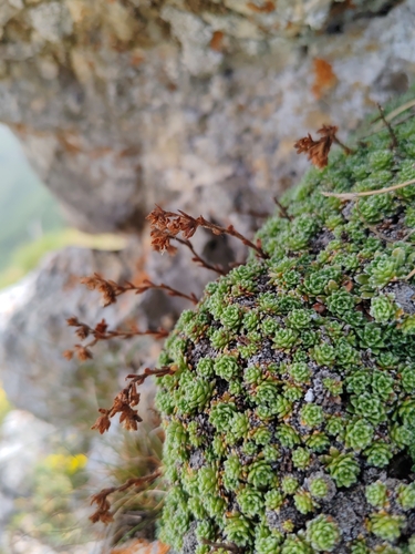 Image of Saxifraga marginata by (c) Ljaž, some rights reserved (CC BY)