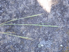 Festuca microstachys pauciflora