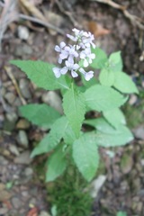 Iodanthus pinnatifidus