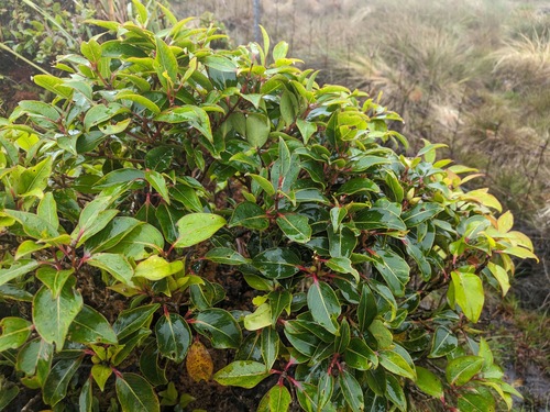 Waiʻaleʻale ʻŌhiʻa (Metrosideros waialealae)