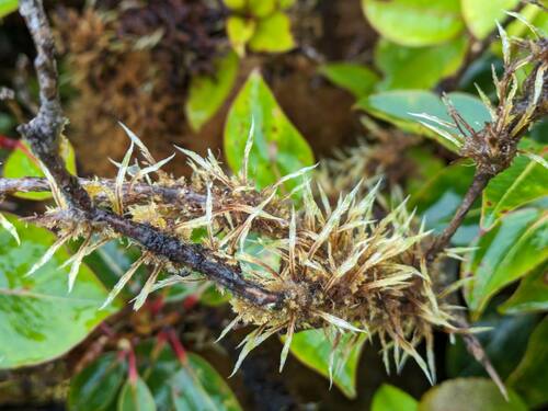 Aptychella hawaiica