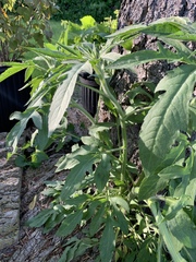 Artemisia verlotiorum
