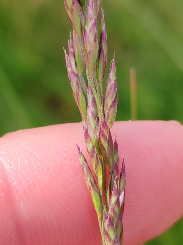 Image of Bellardiochloa variegata by (c) Ljaž, some rights reserved (CC BY)