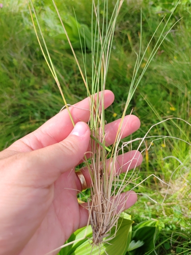 Image of Bellardiochloa variegata by (c) Ljaž, some rights reserved (CC BY)
