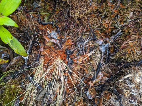 Trachypodopsis auriculata observed 2024-06-18
