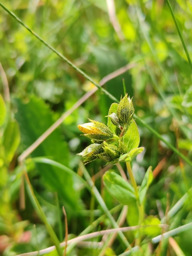 Image of Hypericum richeri by (c) Ljaž, some rights reserved (CC BY)