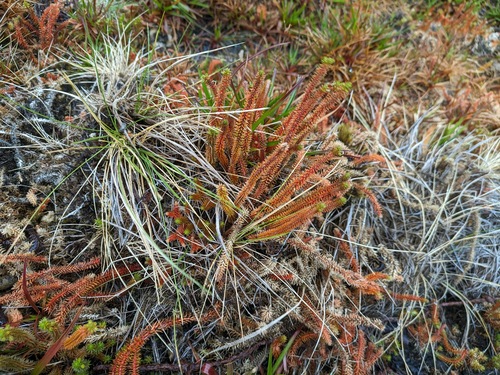 Huperzia erubescens observed 2024-06-18