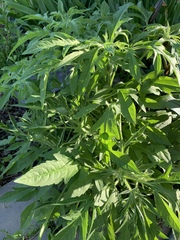 Artemisia verlotiorum