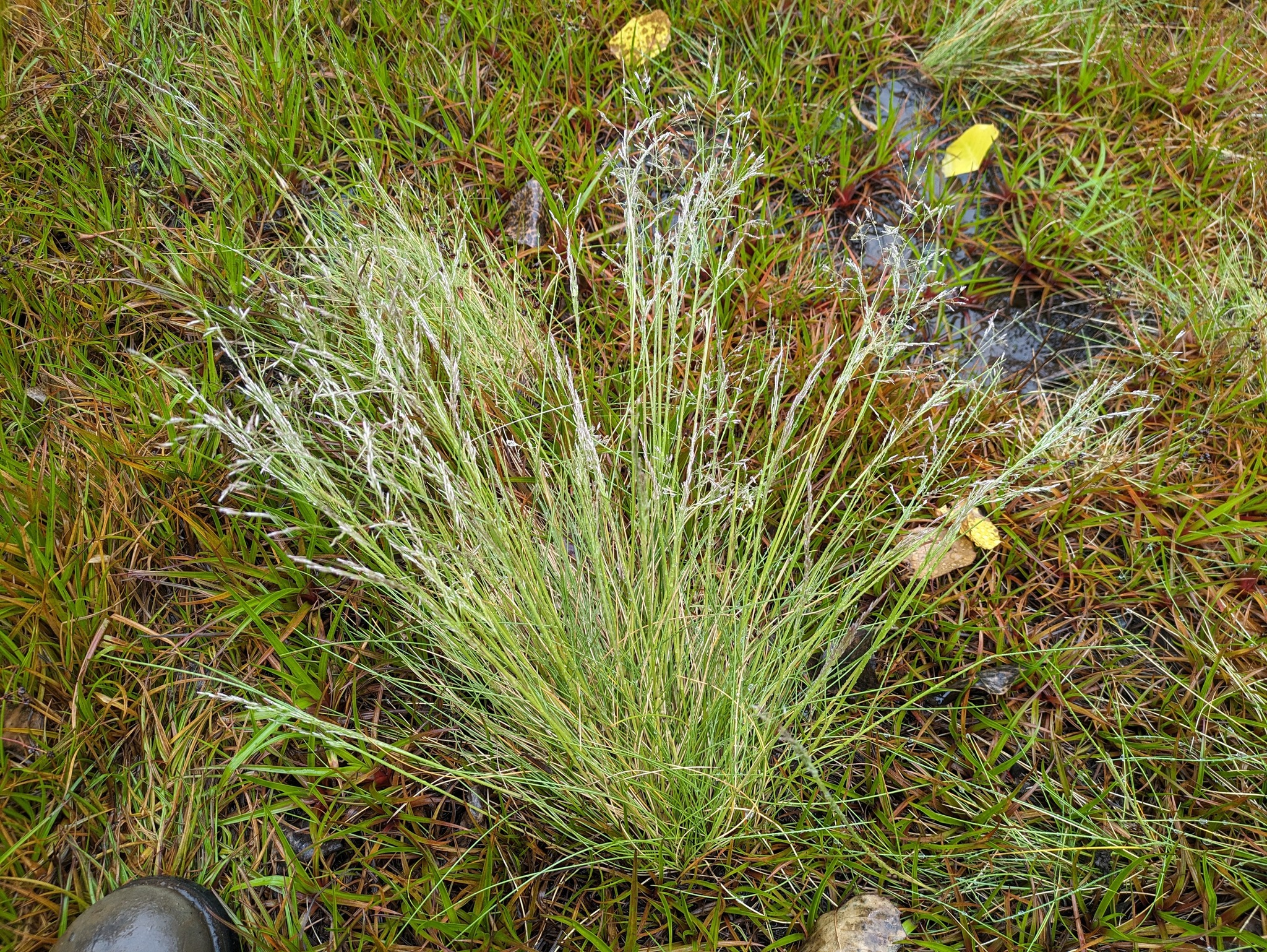 Deschampsia nubigena