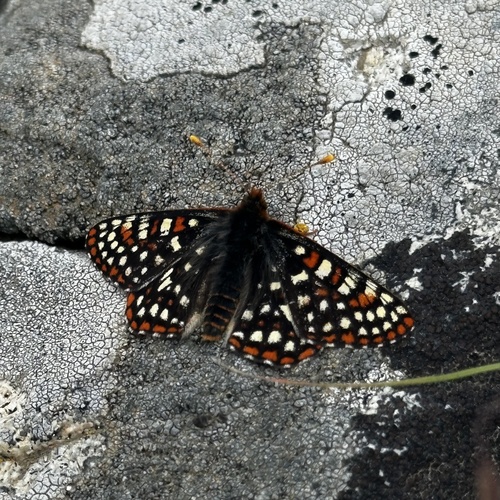 Bernadett's Checkerspot