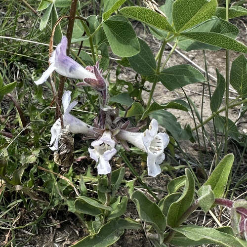 White-flower Beardtongue
