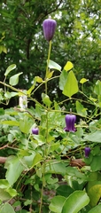 Clematis pitcheri